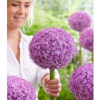 Allium 'Superbowl' (1 Zwiebel) Unkategorisiert Produktbild Allium 'Superbowl' (1 Zwiebel) Unkategorisiert Produktbild
