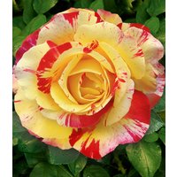 Maler-Rose® 'Camille Pissarro®' (1 Pflanze) Unkategorisiert online kaufen Maler-Rose® 'Camille Pissarro®' (1 Pflanze) Unkategorisiert online kaufen