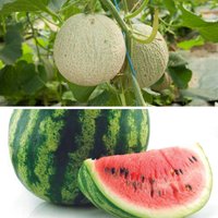 Melonen Variation, 3 Pflanzen Unkategorisiert online kaufen Melonen Variation, 3 Pflanzen Unkategorisiert online kaufen