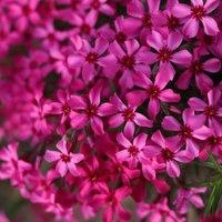 Polster-Phlox 'Atropurpurea', rot Unkategorisiert online kaufen