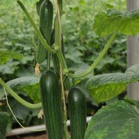 Mini-Gurke 'Rimoni' Unkategorisiert online kaufen