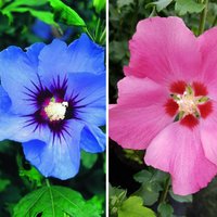 Gartenhibiskus Blau & Rosa, 2er Set, 2 Pflanzen Unkategorisiert online kaufen Gartenhibiskus Blau & Rosa, 2er Set, 2 Pflanzen Unkategorisiert online kaufen