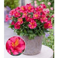 Winterharte Alstromeria Incalys® 'Cherry', im 12 cm XL-Topf (1 Pflanze) Unkategorisiert online kaufen Winterharte Alstromeria Incalys® 'Cherry', im 12 cm XL-Topf (1 Pflanze) Unkategorisiert online kaufen