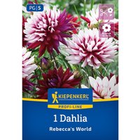 Kiepenkerl Dekorative Dahlie 'Rebecca's World', 1 Zwiebel, 1 Zwiebel, bunt Unkategorisiert online kaufen