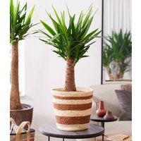 Yucca Palme 'Maya' ca. 60 cm hoch (1 Pflanze) Unkategorisiert online kaufen