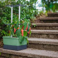 Gusta Garden CHARLY CHILI Unkategorisiert online kaufen