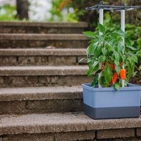 Gusta Garden CHARLY CHILI Unkategorisiert online kaufen Gusta Garden CHARLY CHILI Unkategorisiert online kaufen