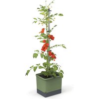 Gusta Garden TOM TOMATO Unkategorisiert online kaufen Gusta Garden TOM TOMATO Unkategorisiert online kaufen