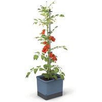 Gusta Garden TOM TOMATO Unkategorisiert online kaufen Gusta Garden TOM TOMATO Unkategorisiert online kaufen