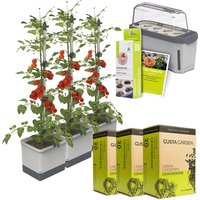Gusta Garden Tomaten Starter-Set, 3 Tomatentöpfe, Mini-Gewächshaus, Erde, Quelltöpfe und Saatgut Unkategorisiert online kaufen Gusta Garden Tomaten Starter-Set, 3 Tomatentöpfe, Mini-Gewächshaus, Erde, Quelltöpfe und Saatgut Unkategorisiert online kaufen