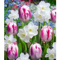 Blumenzwiebel-Mix 'Butterfly Kisses' (15 Zwiebeln) Unkategorisiert online kaufen