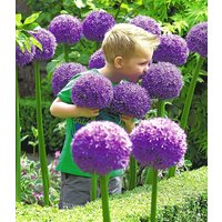 Allium 'Globemaster' (1 Zwiebel) Unkategorisiert online kaufen