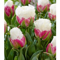 Tulpe 'Ice Cream®' (10 Zwiebeln) Unkategorisiert online kaufen