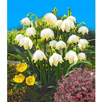 Märzbecher (24 Zwiebeln) Unkategorisiert online kaufen Märzbecher (24 Zwiebeln) Unkategorisiert online kaufen