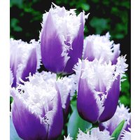 Tulpe 'Blue Cummins' (8 Zwiebeln) Unkategorisiert online kaufen