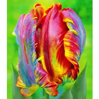 Regenbogen-Tulpe 'Blumex®' (8 Zwiebeln) Unkategorisiert online kaufen