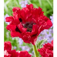 Papaver 'Red Rumble' (1 Wurzelstock) Unkategorisiert online kaufen Papaver 'Red Rumble' (1 Wurzelstock) Unkategorisiert online kaufen
