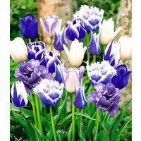 Tulpen-Mix 'Perfect Partners®' 'Blue Blend' (10 Zwiebeln) Unkategorisiert online kaufen