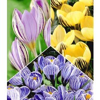 Riesen-Krokus Kollektion (60 Zwiebeln) Unkategorisiert online kaufen Riesen-Krokus Kollektion (60 Zwiebeln) Unkategorisiert online kaufen