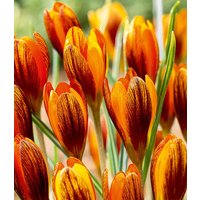Krokus 'Orange Monarch' (15 Zwiebeln) Unkategorisiert online kaufen Krokus 'Orange Monarch' (15 Zwiebeln) Unkategorisiert online kaufen