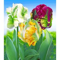 Papageien-Tulpen-Mix (10 Zwiebeln) Unkategorisiert online kaufen Papageien-Tulpen-Mix (10 Zwiebeln) Unkategorisiert online kaufen