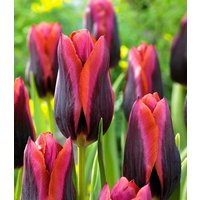 Tulpe 'Slawa' (10 Zwiebeln) Unkategorisiert online kaufen Tulpe 'Slawa' (10 Zwiebeln) Unkategorisiert online kaufen