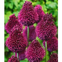 Allium 'Roter Zuckerhut' (25 Zwiebeln) Unkategorisiert online kaufen