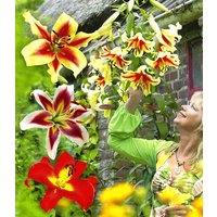 Tree-Lilies®-Kollektion (6 Zwiebeln) Unkategorisiert online kaufen