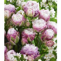 Gefüllte Tulpe 'Peggy Wonder' (5 Zwiebeln) Unkategorisiert online kaufen Gefüllte Tulpe 'Peggy Wonder' (5 Zwiebeln) Unkategorisiert online kaufen
