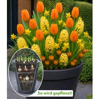Blumenzwiebel-Mix 'Orange-gelbe Lasagne' (30 Zwiebeln) Unkategorisiert online kaufen
