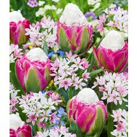Blumenzwiebel-Mix 'Raspberry Sundae' (12 Zwiebeln) Unkategorisiert online kaufen Blumenzwiebel-Mix 'Raspberry Sundae' (12 Zwiebeln) Unkategorisiert online kaufen