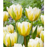 Tulpe 'Sweet Valley' (6 Zwiebeln) Unkategorisiert online kaufen Tulpe 'Sweet Valley' (6 Zwiebeln) Unkategorisiert online kaufen