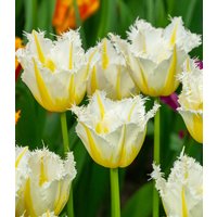 Crispa-Tulpe 'Lemon Beauty' (6 Zwiebeln) Unkategorisiert online kaufen Crispa-Tulpe 'Lemon Beauty' (6 Zwiebeln) Unkategorisiert online kaufen