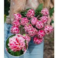 Pfingstrosen-Tulpe 'Let's Dance' (6 Zwiebeln) Unkategorisiert online kaufen Pfingstrosen-Tulpe 'Let's Dance' (6 Zwiebeln) Unkategorisiert online kaufen