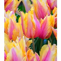 Papageien-Tulpe 'Flaming Memory' (5 Zwiebeln) Unkategorisiert online kaufen Papageien-Tulpe 'Flaming Memory' (5 Zwiebeln) Unkategorisiert online kaufen