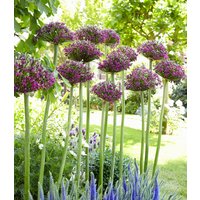 Allium 'Magic' (6 Zwiebeln) Unkategorisiert online kaufen