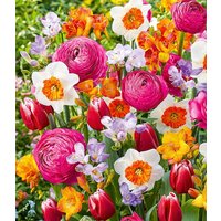 Blumenzwiebel-Mix 'Happy Spring' (25 Zwiebeln) Unkategorisiert online kaufen Blumenzwiebel-Mix 'Happy Spring' (25 Zwiebeln) Unkategorisiert online kaufen