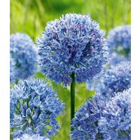 Allium 'Azureum' (20 Zwiebeln) Unkategorisiert online kaufen