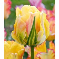 Tulpe 'Akebono' (10 Zwiebeln) Unkategorisiert online kaufen
