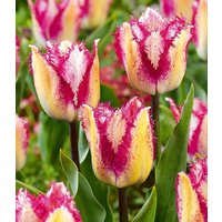 Crispa-Tulpe 'Yasmine' (8 Zwiebeln) Unkategorisiert online kaufen