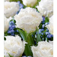 Crispa-Tulpe 'White Honeymoon' (8 Zwiebeln) Unkategorisiert online kaufen