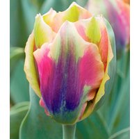 Tulpe 'Artist' (8 Zwiebeln) Unkategorisiert online kaufen Tulpe 'Artist' (8 Zwiebeln) Unkategorisiert online kaufen