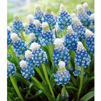 Muscari 'Mountain Lady' (15 Zwiebeln) Unkategorisiert online kaufen