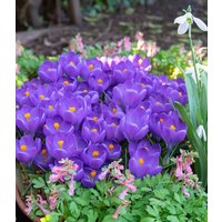 Riesen-Krokus 'Aqua' (12 Stück) Unkategorisiert online kaufen Riesen-Krokus 'Aqua' (12 Stück) Unkategorisiert online kaufen