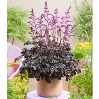 Astilbe 'Dark Side of the Moon®' (1 Rhizom) Unkategorisiert online kaufen Astilbe 'Dark Side of the Moon®' (1 Rhizom) Unkategorisiert online kaufen