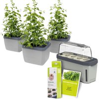 Gusta Garden Stadtkräutergarten, 3 Kräutertöpfe, Mini-Gewächshaus, Kokosquelltöpfen, Samen-Mix Unkategorisiert online kaufen Gusta Garden Stadtkräutergarten, 3 Kräutertöpfe, Mini-Gewächshaus, Kokosquelltöpfen, Samen-Mix Unkategorisiert online kaufen