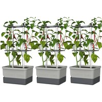 Gusta Garden CHARLY CHILI, 3 Stück Unkategorisiert online kaufen Gusta Garden CHARLY CHILI, 3 Stück Unkategorisiert online kaufen