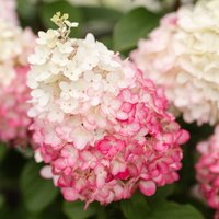 Rispenhortensie 'Living Colourful Cocktail®', rosa Unkategorisiert online kaufen