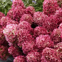 Rispenhortensie 'Living Little Rosy®', rot Unkategorisiert online kaufen
