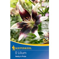 Zweifarbige Lilien, 2 Zwiebeln, 2 Zwiebeln, bunt Unkategorisiert online kaufen Zweifarbige Lilien, 2 Zwiebeln, 2 Zwiebeln, bunt Unkategorisiert online kaufen